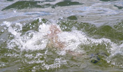 An angry Flathead breaks the surface