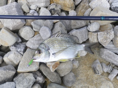 Plenty of small bream on the river side