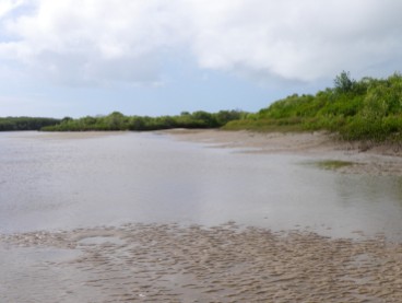 The tide ran out revealing sandy ledges and mangrove roots