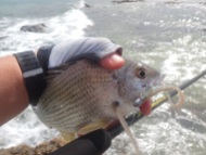 Bream from the wash
