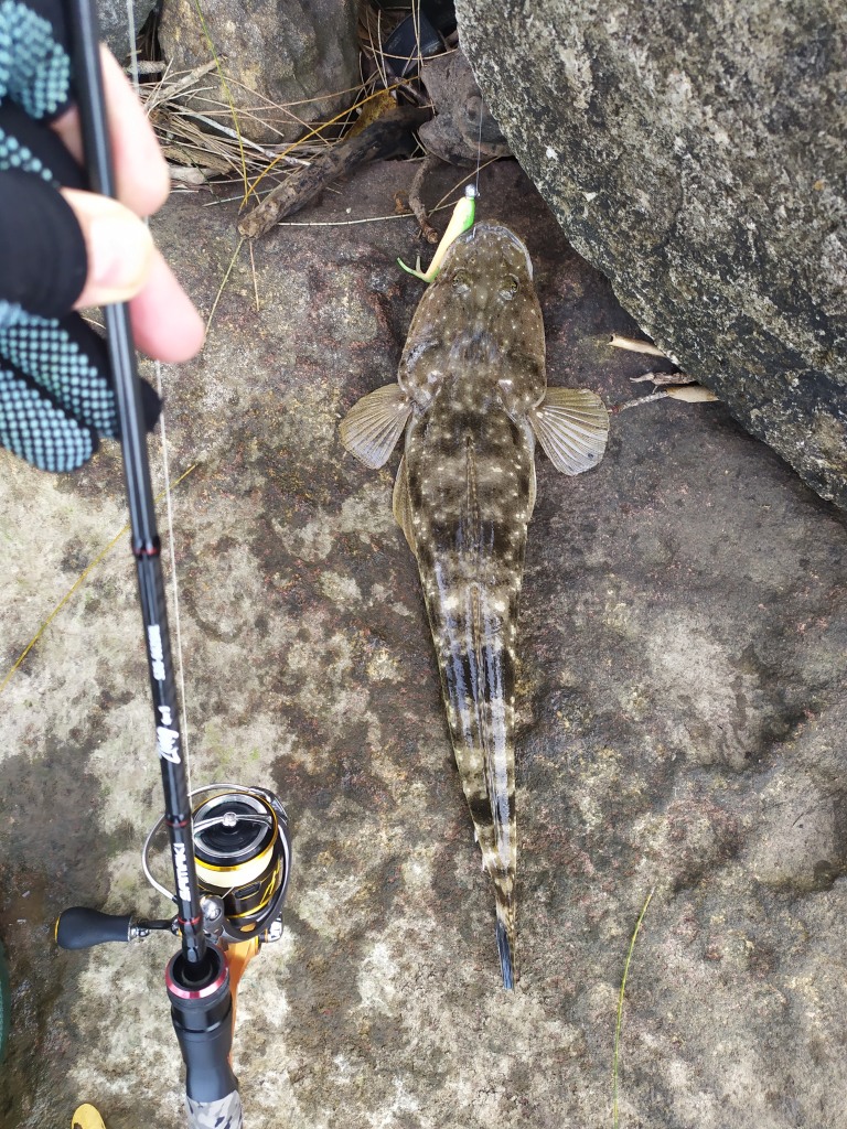 The swell picked up again but there were plenty of flathead in the Clarence River, fishing around Browns Rocks